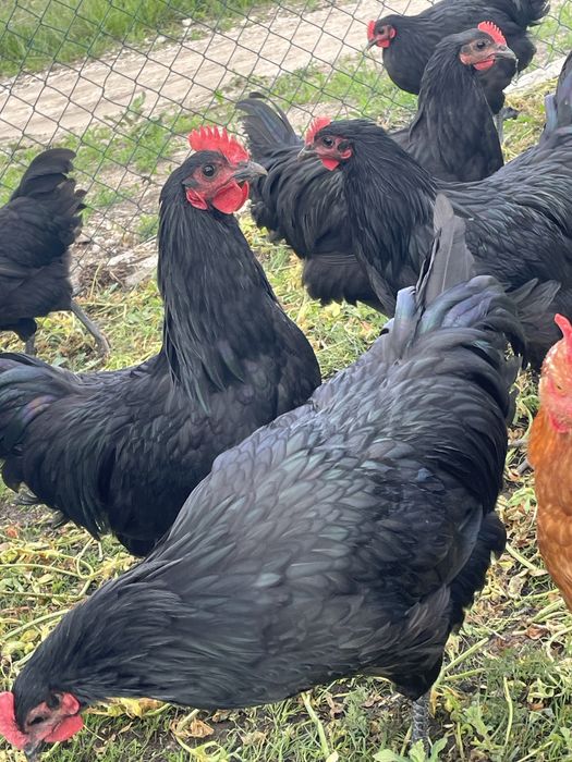 Cocoș Australorp