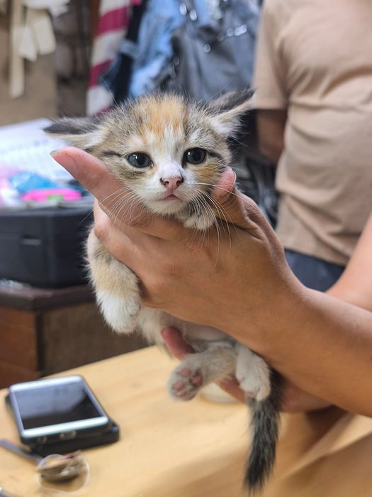 Отдам котят в добрые руки