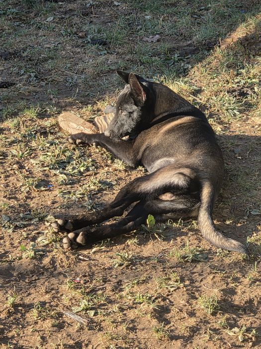Ciobănesc belgian malinois