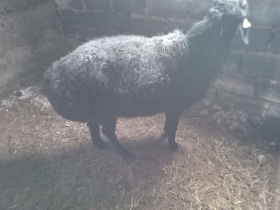 Продам барана - кошкар