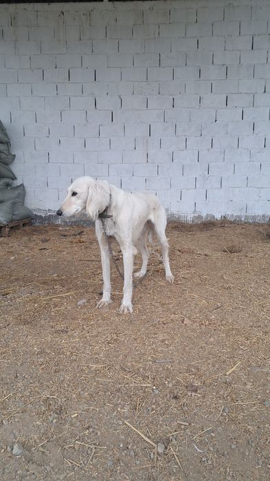 Тазы сатылады ұрғашы