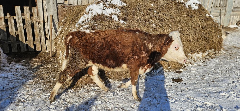 Продам две коровы