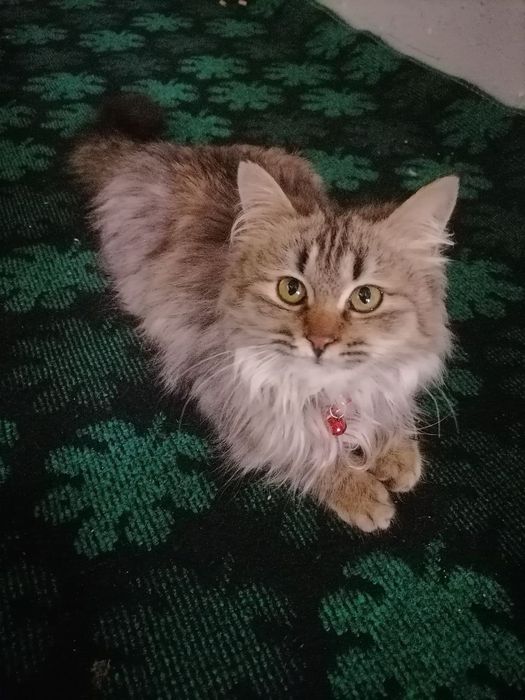 Хайранд мушук 3 ойлик киз