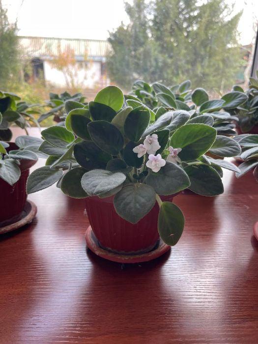 комнатные цветы