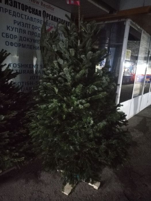 Ёлка из Дании настоящий