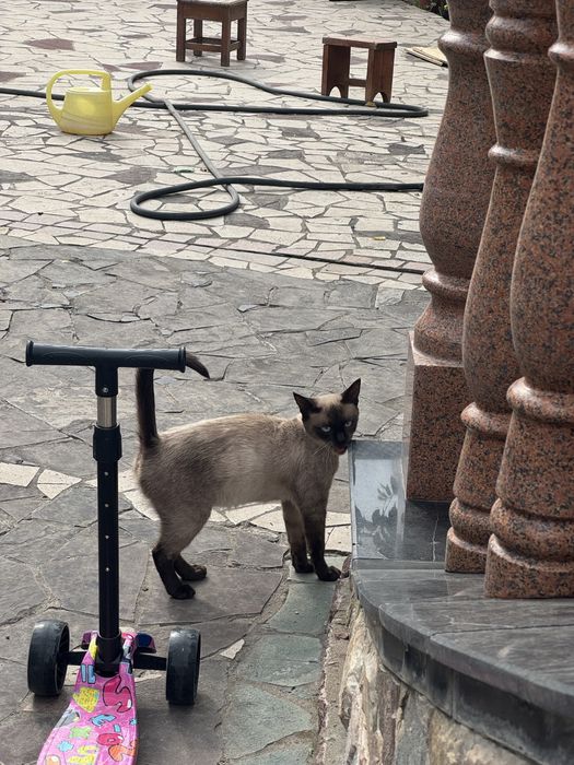 Отдам кошку сиамская