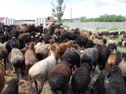 Бараны жирные тохты кой