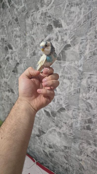 Продам срочно попугаев