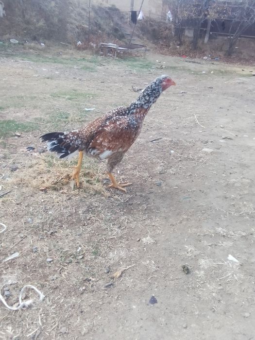 Сатылады дакан тауық