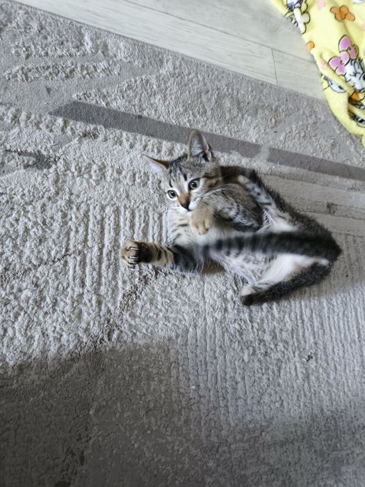 Отдам котят ,очень игривые !!!