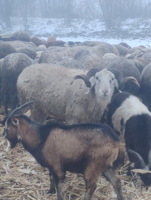 Vând doi berbeci beli și unul carabaș