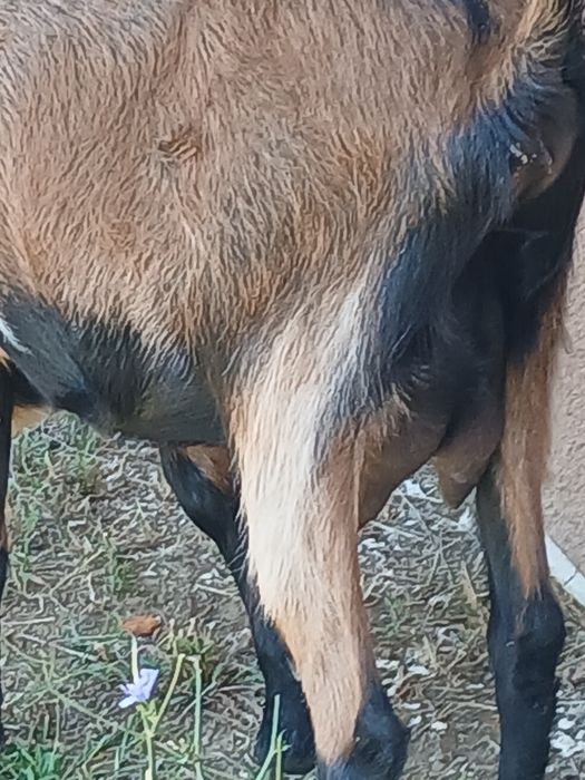 Capre alpina franceza de vânzare tinere