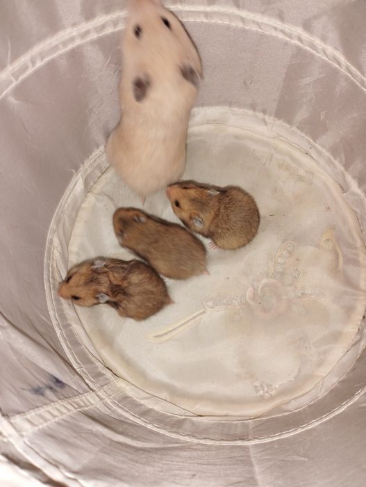 Домики,поилки,контейнеры для хомячков