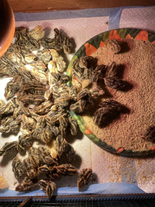 Pui si oua de incubat prepelita japoneza