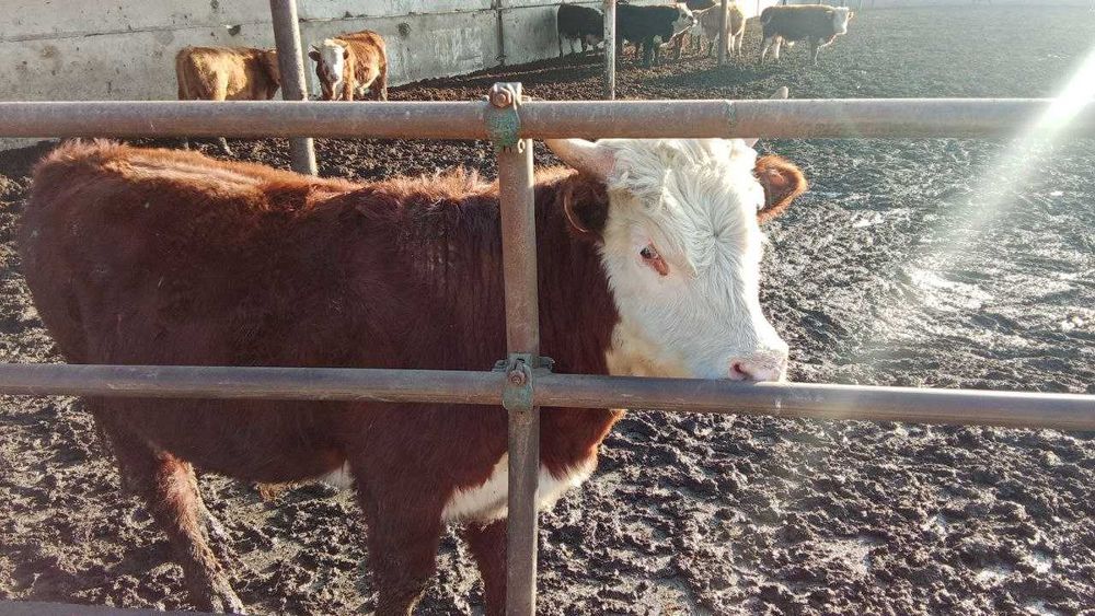 продажа скот КРС СХ