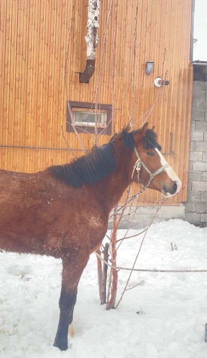 Продам жеребца 2 года