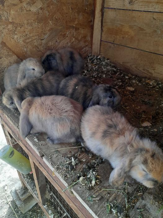 De vânzare iepurași