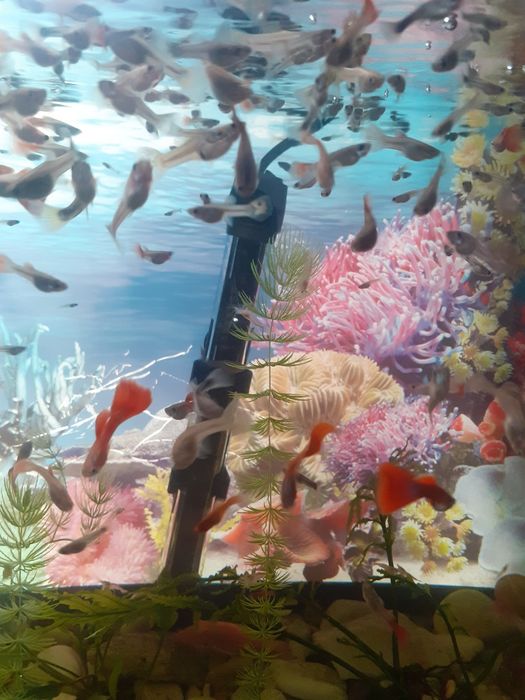 Продам рыбок! Гуппи.