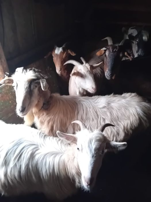 Vând Capre gestante