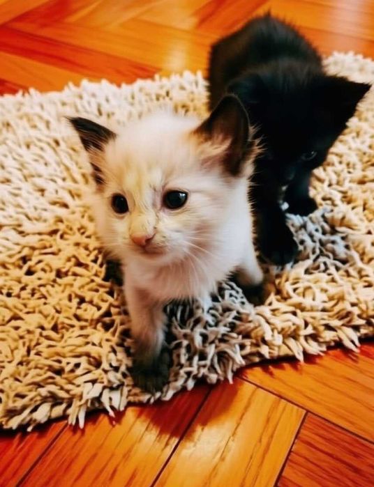 Котят в добрые руки