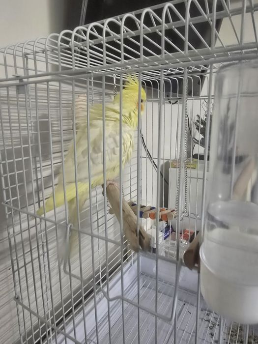 Попугай Корелла продаётся