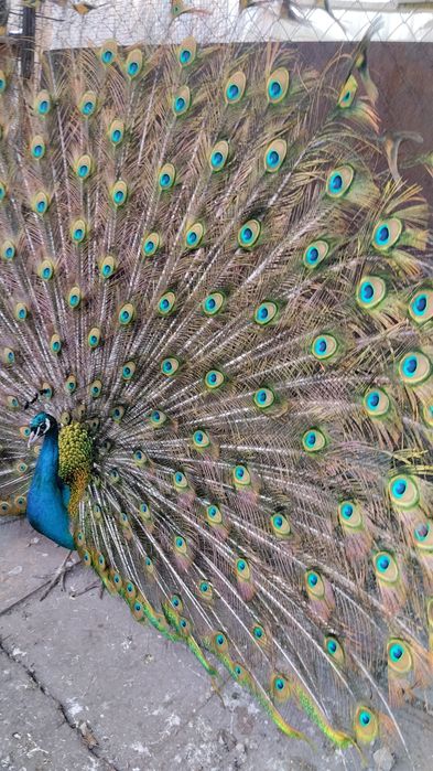 Продам павлин 5 лет