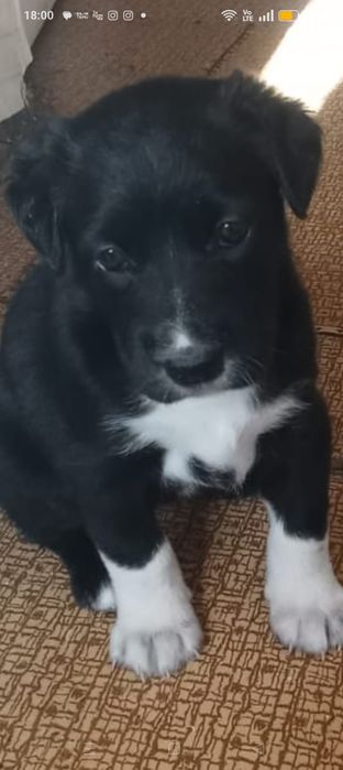 Отдам щенка в добрые руки