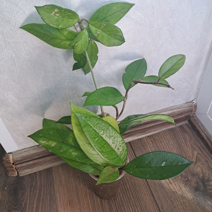 Стайни цветя ходя и алое