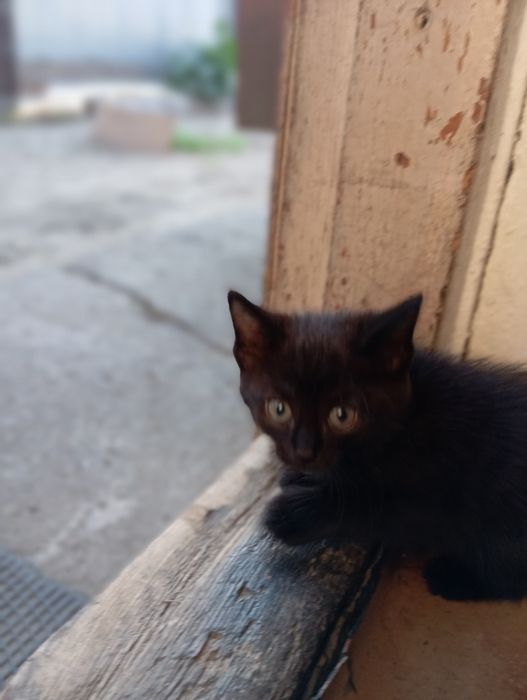 Отдам котят в добрые руки