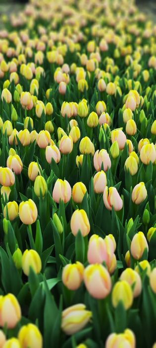 Тюльпаны местные оптом