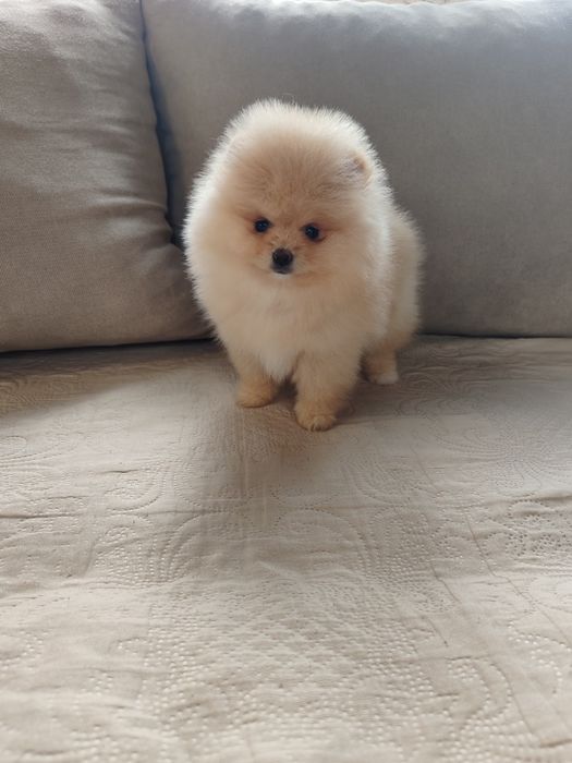 Померан мини мъжко и женско