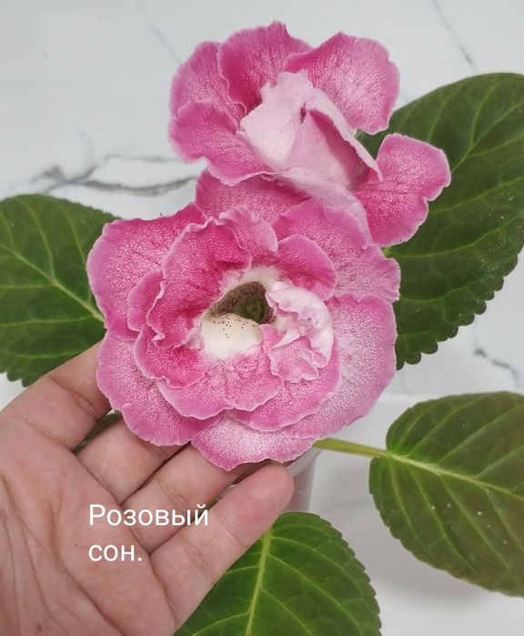 Цветущие глоксинии.
