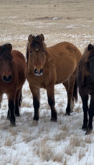 Жеребцы мугалжарской породы