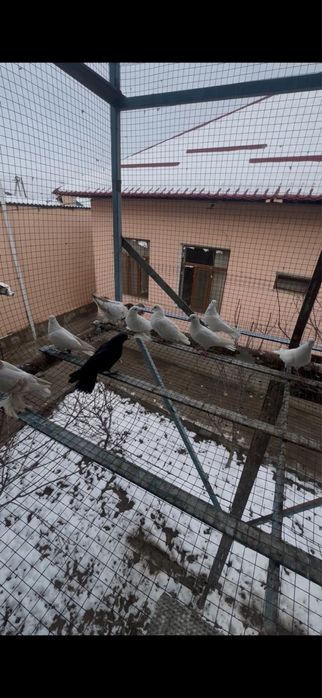 Голуби декоротивные