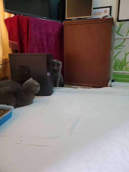 Parodali zotli mushukchlar