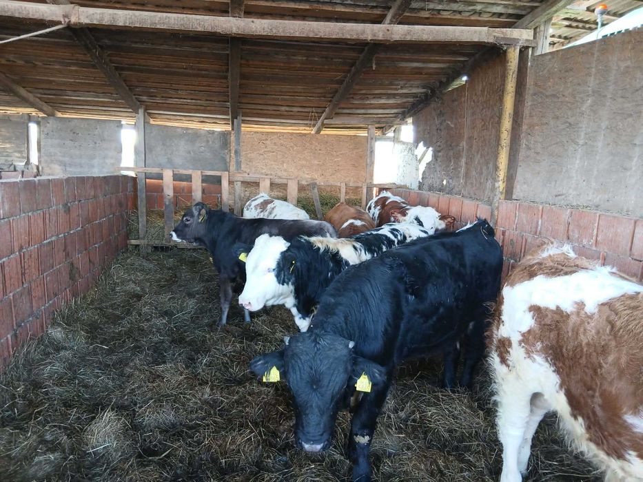 Vand vitei masculi media 310-320