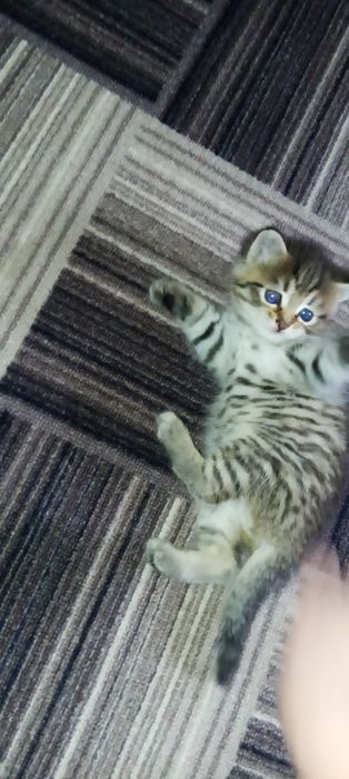 Отдам котенка в добрые руки