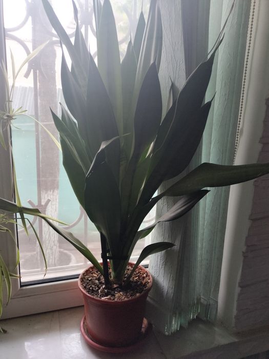 Цветы комнатные цены по запросу