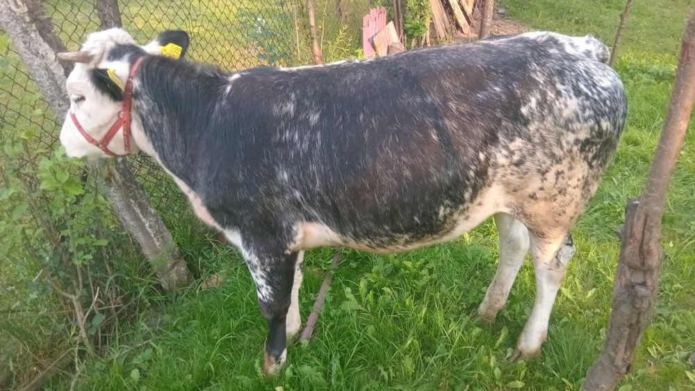 Vănd albastu belgian junică urgent