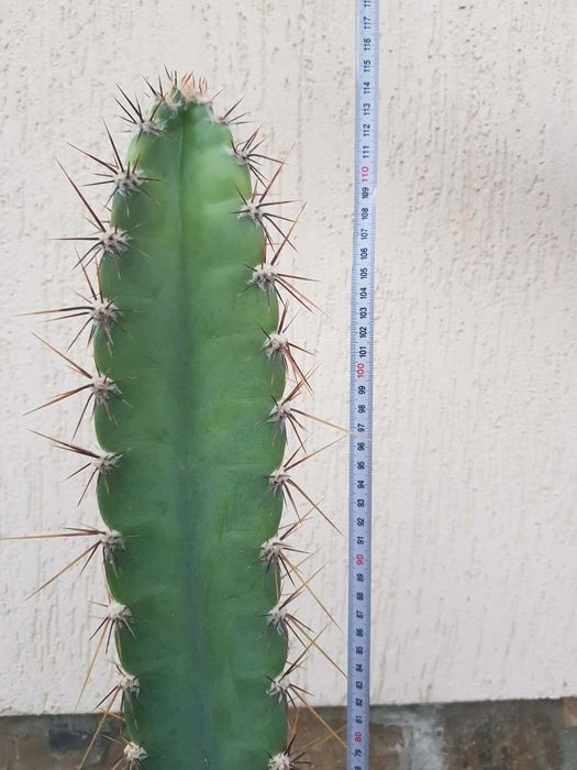 Кактус    Cereus