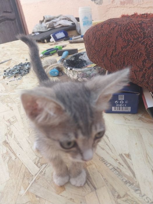 Котята умныекросивое