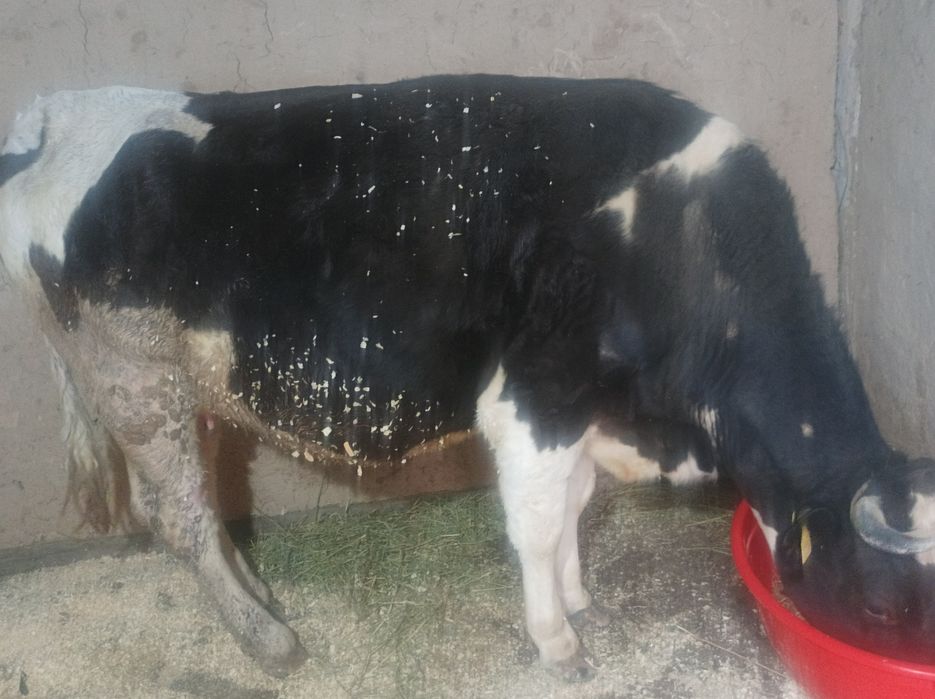 Boğoz mol sotiladi 6 kurak