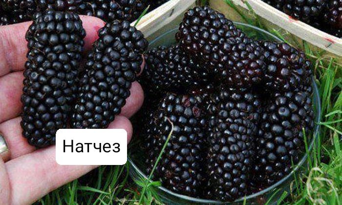 Продам саженцы ежевики