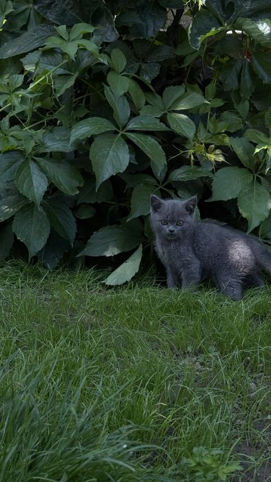 Котята 3 месяцев