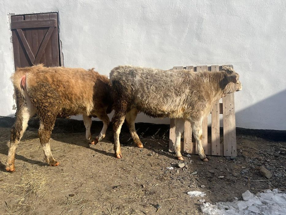 Тайынша он айлық