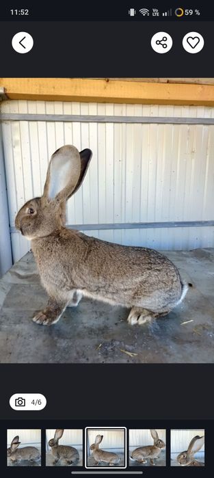 Vând iepuri uriaș german