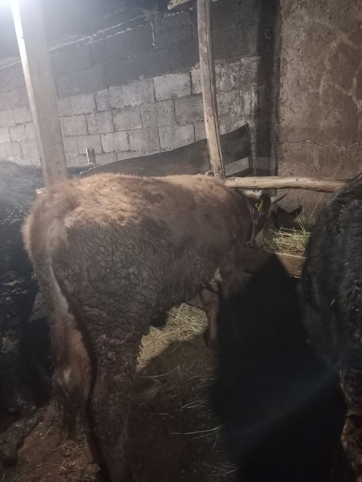 Продам бычков с откорма