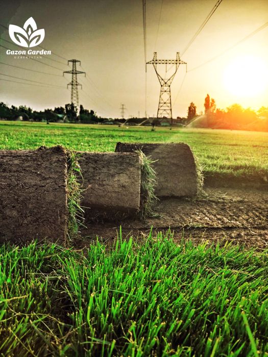 Услуги газона , Gazo’n Hizmati