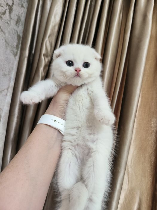 Котята от правильной вязки