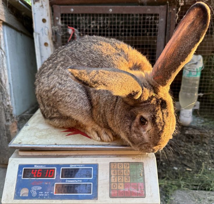 Крольчата, кролики